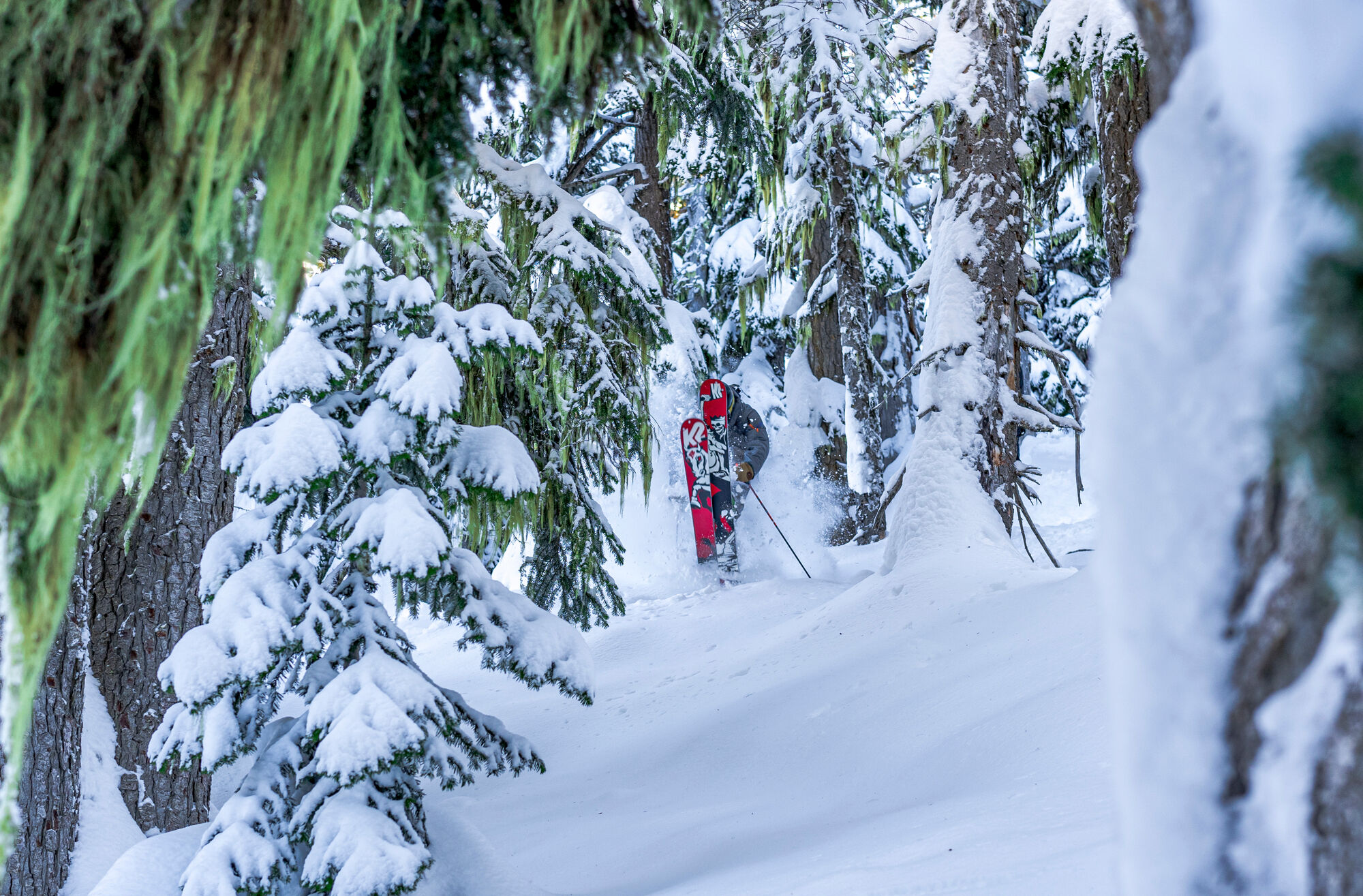 Skier slashing powder through tight trees